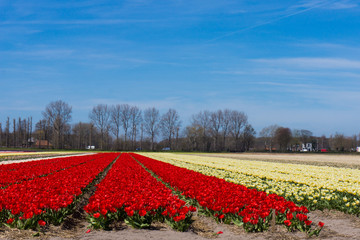 field of tulips.  colorful tulip farm.  Netherlands field. Dutch