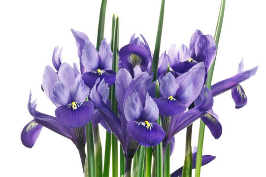 fiori di iris su sfondo bianco