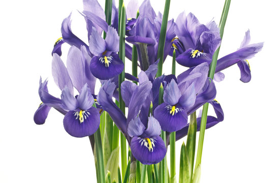fiori di iris su sfondo bianco