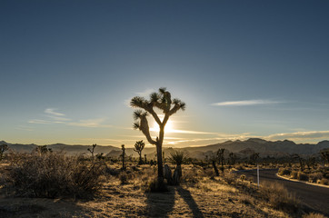 Fototapeta na wymiar Sun Setting Behind Silhouette of Joshua Tree