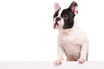 French Bulldog puppy - 104690717
