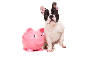 French Bulldog saving money