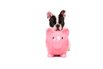 French Bulldog saving money - 104690728