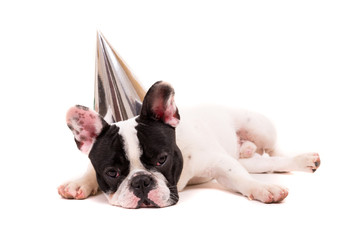 Fototapeta premium French Bulldog