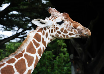Giraffe