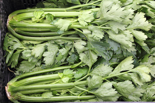 Bunches of Celery Stalk Heads for Sale
