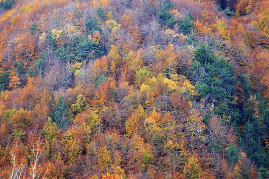 Mille colori del bosco