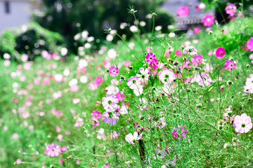 Fototapeta premium Cosmos flower 