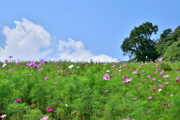 コスモス畑と青い空