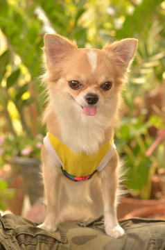 Chihuahua dog