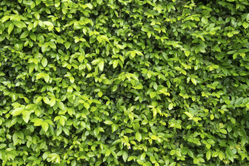 Green Leaf wall for nature texture background