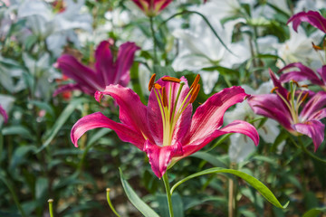 Beautiful flowers blooming