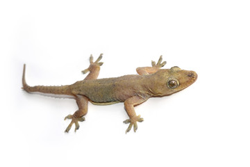 Naklejka premium House gecko or Half-toed gecko or House lizard isolate on white background