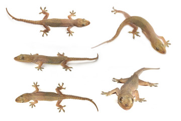 Obraz premium House gecko or Half-toed gecko or House lizard isolate on white background