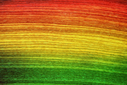 Green red yellow wood background Reggae style