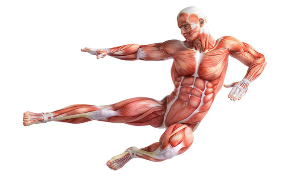 anatomic man jumping