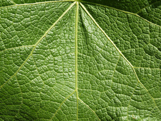 leaf texture