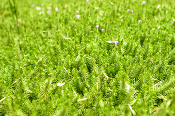 Little grasses and pink flowers are growth