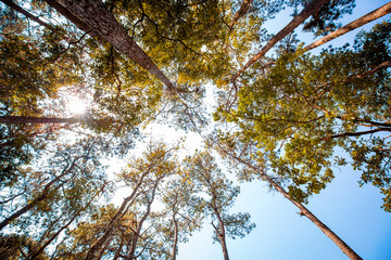 forest trees. nature green wood, sunlight backgrounds