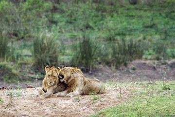 Lion in Kruger National park, South Africa