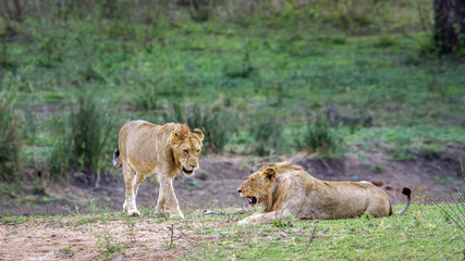 Lion in Kruger National park, South Africa