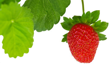 Fresh strawberry with branch and leaves on white background, sha