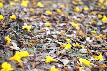 autumn background, [Blur and Select focus background]