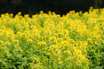 菜の花