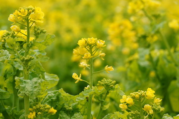 Obraz premium 菜の花
