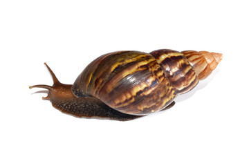 Big Snail Crawl isolate on white background