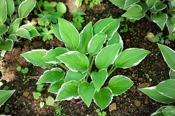leaves