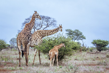 Giraffe in Kruger National park, South Africa