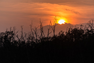 Branch of the tree on sunset