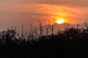 Fototapeta premium Branch of the tree on sunset