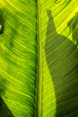 Leaf texture in hard light