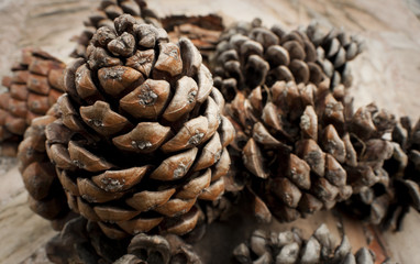 Fototapeta premium A bunch of pine cones sitting on a marble table sitting in the sun drying out.