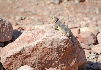 Chuckwalla lizard, native to the deserts of the southwest USA and Mexico