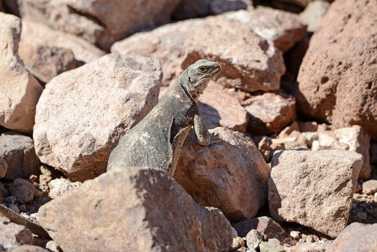 Chuckwalla lizard, native to the deserts of the southwest USA and Mexico
