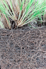 Naklejka premium The roots of plants grown in grazed mine. For a long time