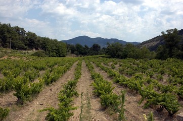 Fototapeta na wymiar vineyard, field