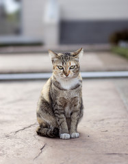 Beautiful striped cat sitting on the street nature light [Blur and Select focus background]