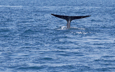 Tail humpback whale
