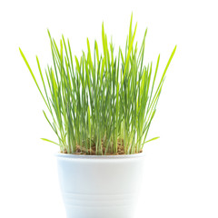 Growing green grass in pot isolated on white
