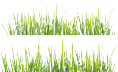 Green grass panorama isolated on white background