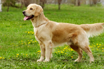 dog Golden Retriever stands