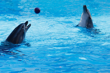 Two dolphins playing volleyball in the pool.