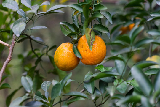 Orange Cultivation in Green House