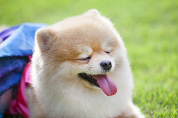 Pomeranian dog on the lawn