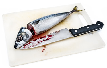 Fresh saba fish head and body with Dripping blood on a white background