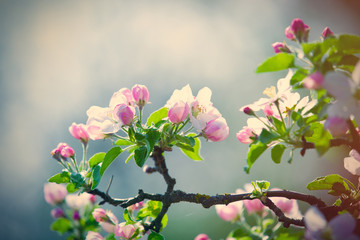 blooming tree